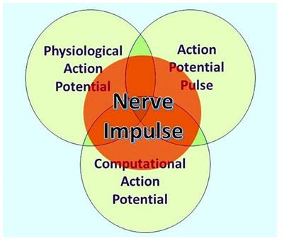 Neurocomputational mechanisms underlying perception and sentience in the neocortex